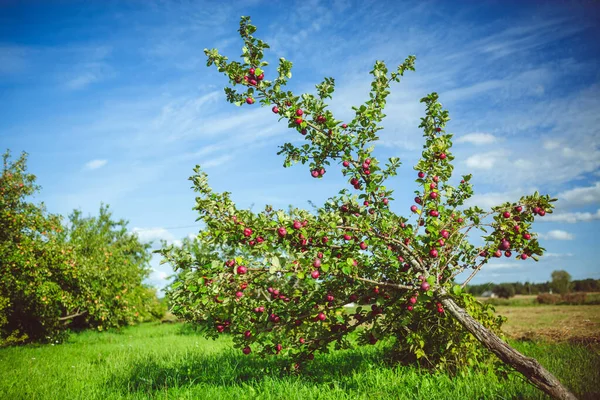 Organické Jabloně Venkovské Farmě Jasně Modrá Obloha — Stock fotografie