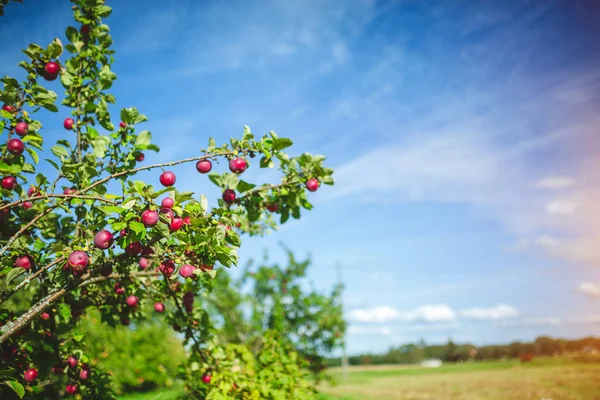 Zblízka Čerstvých Organických Jablek Venkovské Farmě — Stock fotografie