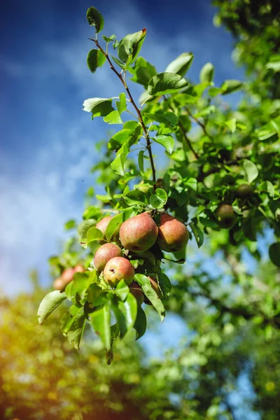 Zblízka Čerstvých Organických Jablek Venkovské Farmě — Stock fotografie