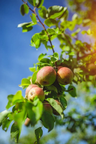 Zblízka Čerstvých Organických Jablek Venkovské Farmě — Stock fotografie