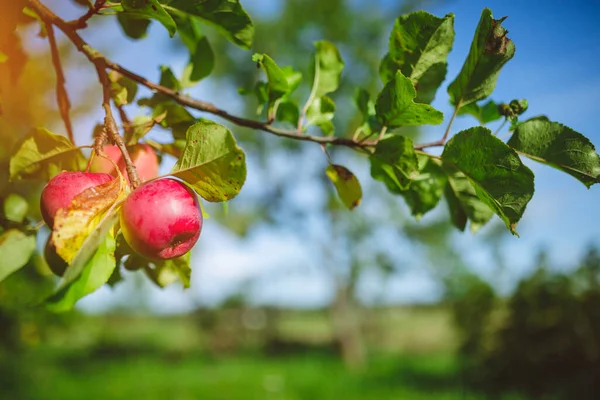 Zblízka Čerstvých Organických Jablek Venkovské Farmě — Stock fotografie