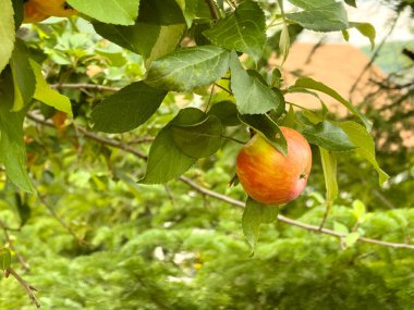 Ağaçtaki kırmızı elmalar