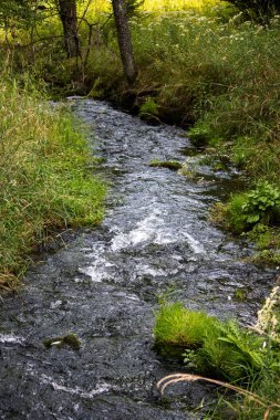 Ormandaki nehir, yaz manzarası.