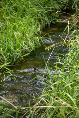 Yeşil orman akışında küçük