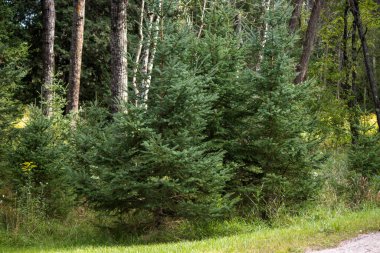 Ormanın yaz manzarası