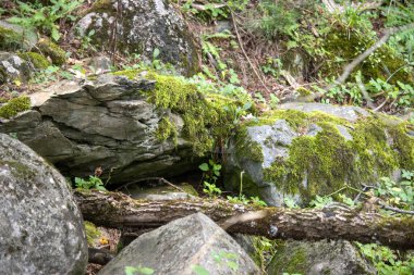 Ormanın güzel manzarası