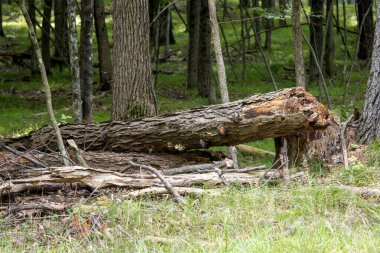 Ormandaki eski ağaç gövdeleri