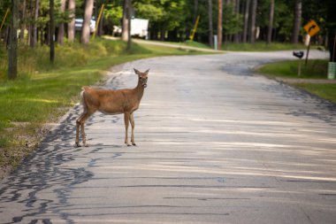 Parktaki Kırmızı Geyik
