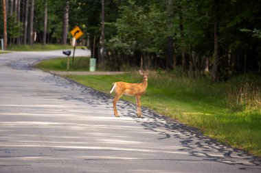 Kızıl geyik (Cervus elaphus) vahşi doğada yürür