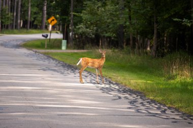 Ormandaki kırmızı geyik
