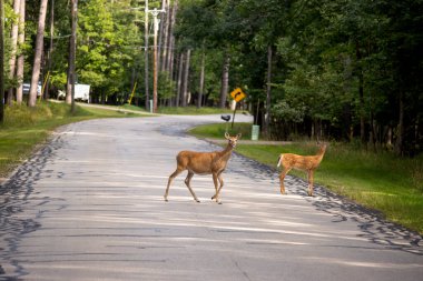 İki kızıl geyik ormanda güneşli bir günde karşıya geçiyor.