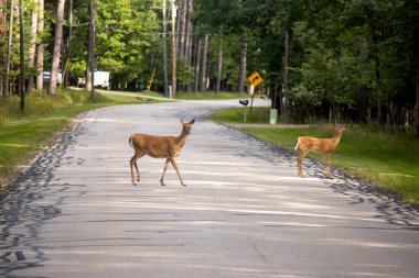 New York, Amerika 'da orman yolunda bir çift kızıl geyik.