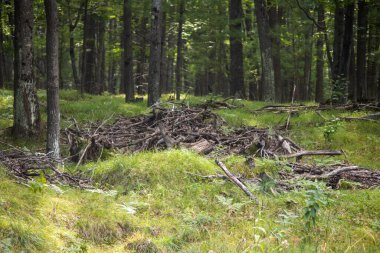Ormanda yaprakları dökülmüş büyük bir ağaç. yüksek kaliteli fotoğraf