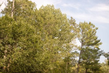green trees and forest.