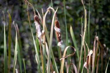 Tarladaki kuru otları kapatın.