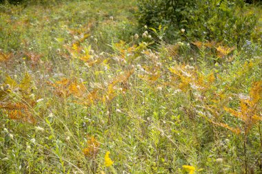 Sarı çiçekler tarlada