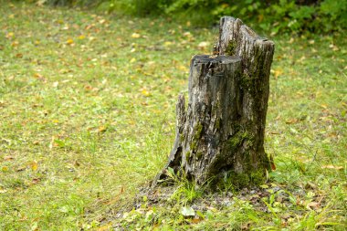 Ormandaki eski tahta kütük