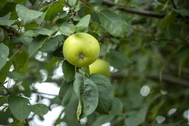apple bir dalda asılı