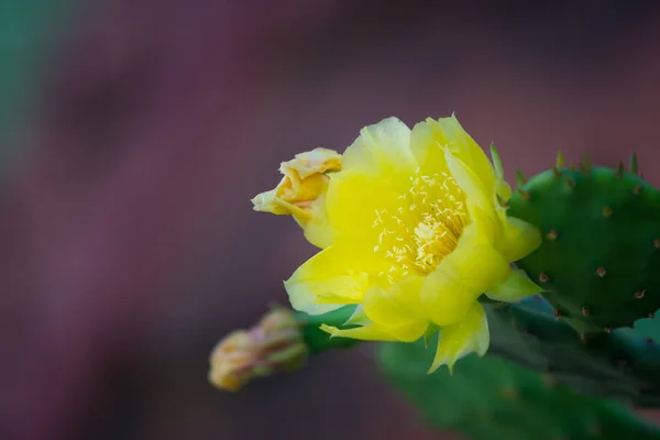 Poire Barbarie Jaune Fleur Cactus Gros Plan Isolé — Photo