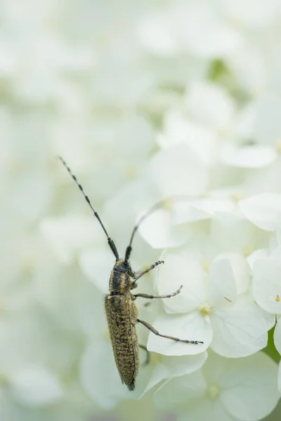 Gros Insecte Sur Groupe Petites Fleurs Blanches — Photo