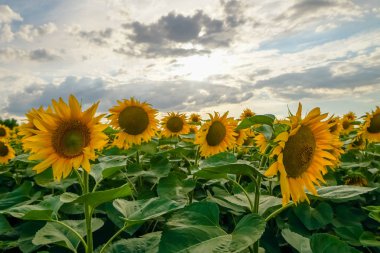 Arka planda mavi bulutlu gökyüzü ile gün batımında ayçiçeği alan.