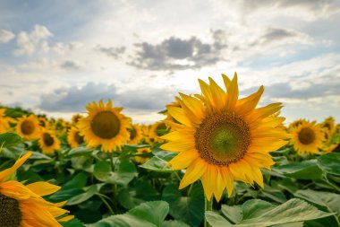 Arka planda mavi bulutlu gökyüzü ile gün batımında ayçiçeği alan.