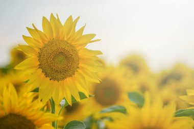Gün batımında yakın kadar izole ayçiçeği alan.