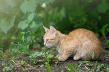 Turuncu genç kedi bağ önünde oynamak.