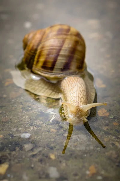 Snail crawling through water on concrete after rain. Close up of snail in water.