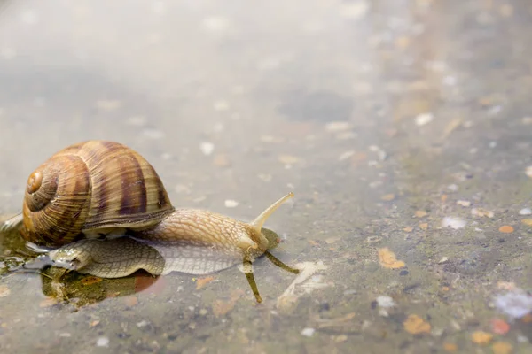 Snail crawling through water on concrete after rain. Close up of snail in water.