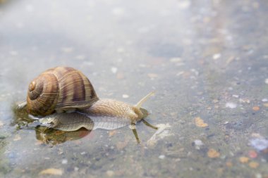 Su yağmur sonrası beton üzerinde sürünerek salyangoz. Salyangoz su, yakın çekim.