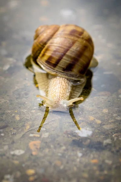 Caracol Rastejando Através Água Concreto Após Chuva Close Caracol Água — Fotografia de Stock