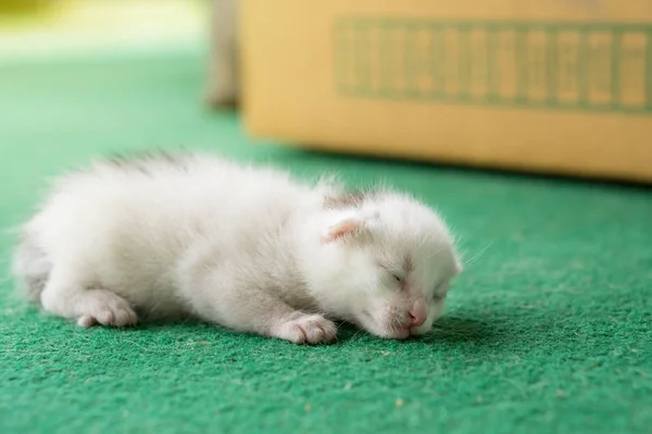 绿色地毯上的新生白色和灰色小猫 白猫新生儿 — 图库照片