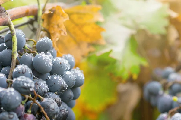 Czerwone Wino Winogron Kiść Winnicy Pokryte Krople Deszczu — Zdjęcie stockowe