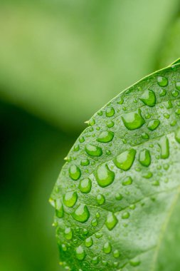 İzole yeşil arka plana sahip yabani üzüm yaprakları üzerinde yağmur damlaları. Yeşil yabani üzüm yaprakları yaz aylarında ormanda.