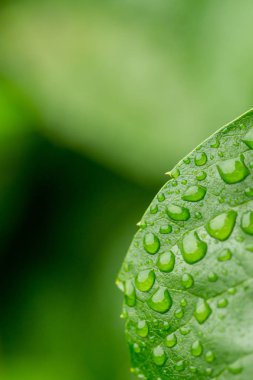 İzole yeşil arka plana sahip yabani üzüm yaprakları üzerinde yağmur damlaları. Yeşil yabani üzüm yaprakları yaz aylarında ormanda.