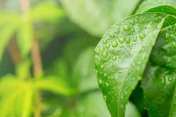 Gocce Pioggia Sulle Foglie Uva Selvatica Con Sfondo Verde Isolato — Foto Stock