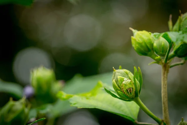 Zelená Smradlavého Chrobáka Uzavřené Bud Rozmazané Laďěnou — Stock fotografie