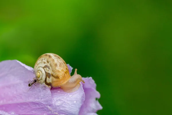 Escargot Sur Pétale Fleur Rose Fermée Recouvert Gouttes Pluie Gros — Photo