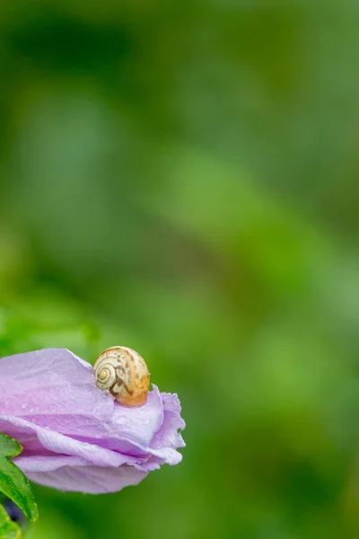 Slak Een Bloemblaadje Van Gesloten Roze Bloem Bedekt Met Regendruppels — Stockfoto