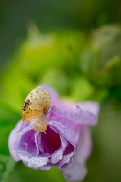 Fourmi Sur Escargot Sur Pétale Fleur Rose Fermée Recouvert Gouttes — Photo