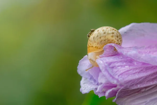 Hormiga Sobre Caracol Sobre Pétalo Flor Rosa Cerrada Cubierto Gotas — Foto de Stock