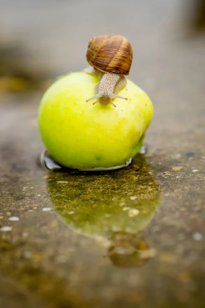 Caracol Rastejando Maçã Verde Águas Rasas Concreto — Fotografia de Stock