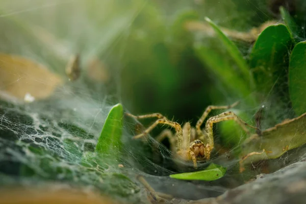 Ragno Nascosto Una Tela Ovale Circondata Foglie Spider Attesa Rete — Foto Stock