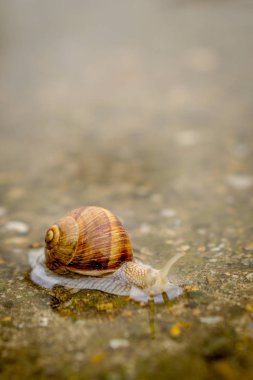 Salyangoz üzerine sığ suda beton kaynıyor. Salyangoz su.