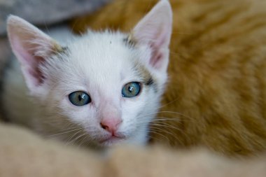 Küçük beyaz kedi arka planda sarı kedi ile göklere