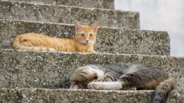 Genç kaplan merdivende sarı kedi arka planda döşeme ile uyuyan kedi kahverengi