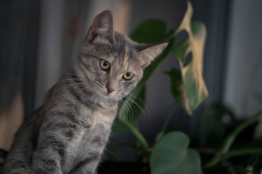 Arka plan bitki ile beyaz pencere gemide oturan genç gri kedi