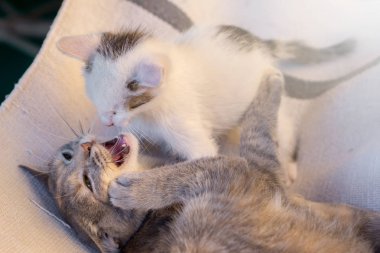 Battaniye var oynarken gri ve beyaz küçük kediler