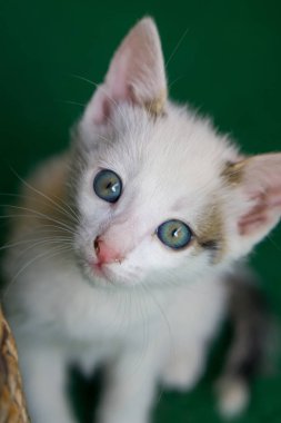 Yeşil halı üzerinde oturan mavi gözlü küçük beyaz kedi